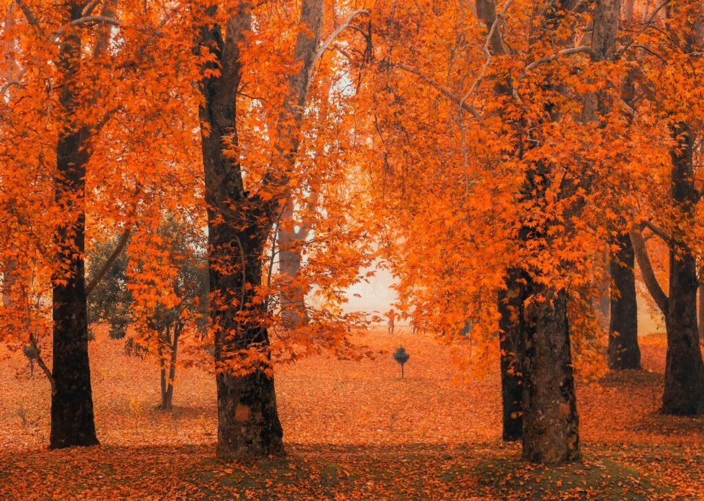 Paradise Kashmir Tour (5 Days / 4 Nights)