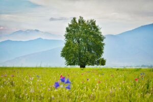 Paradise Kashmir Tour (5 Days / 4 Nights)