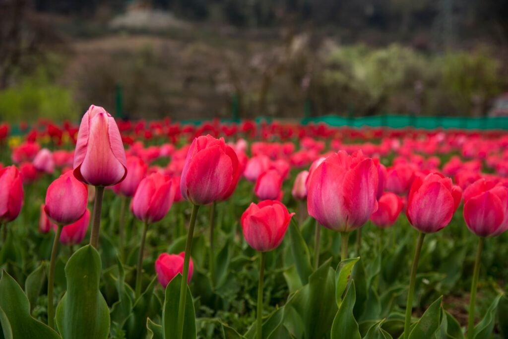 Kashmir Tulip Special Package – 4 Nights / 5 Days