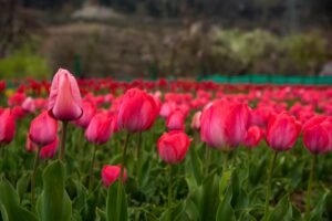Kashmir Tulip Special Package – 4 Nights / 5 Days