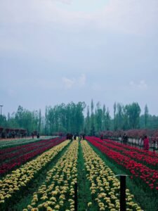 Kashmir Tulip Special Package – 4 Nights / 5 Days