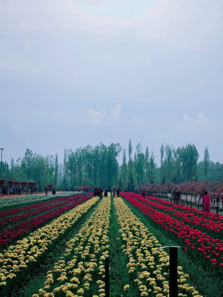 Kashmir Tulip Special Package – 4 Nights / 5 Days
