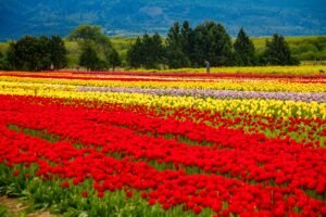 Kashmir Tulip Special Package – 4 Nights / 5 Days