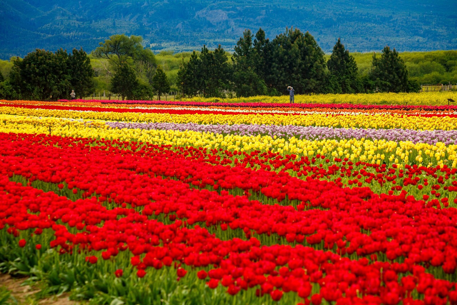 Kashmir Tulip Special Package – 4 Nights / 5 Days