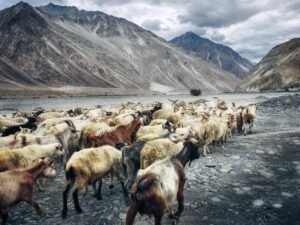 Luxury Ladakh Tour Package – 7 Nights / 8 Days