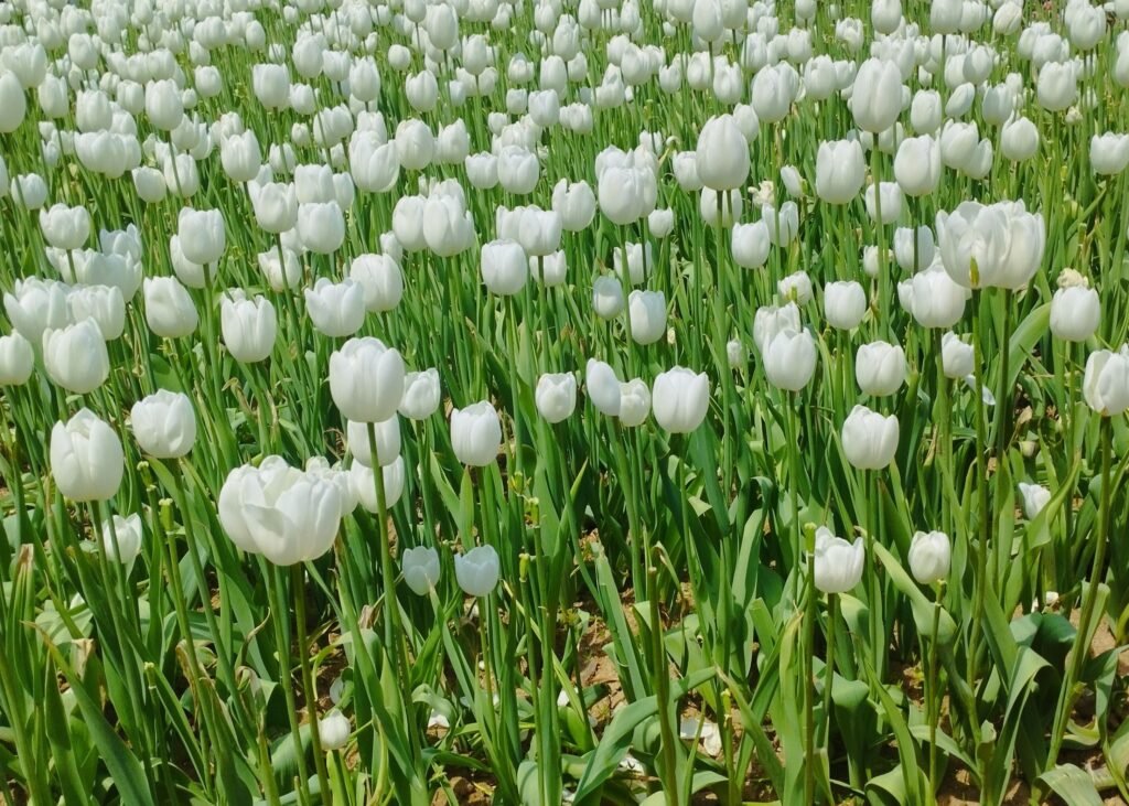 Kashmir Tulip Special Package – 4 Nights / 5 Days