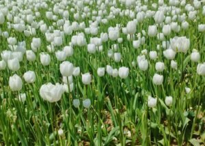 Kashmir Tulip Special Package – 4 Nights / 5 Days
